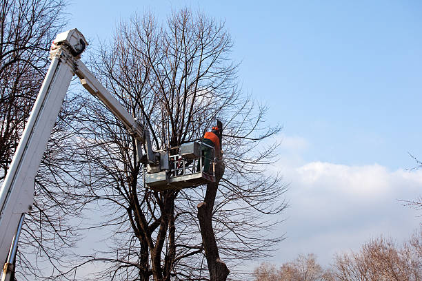 How Our Tree Care Process Works  in  Hot Springs Village, AR