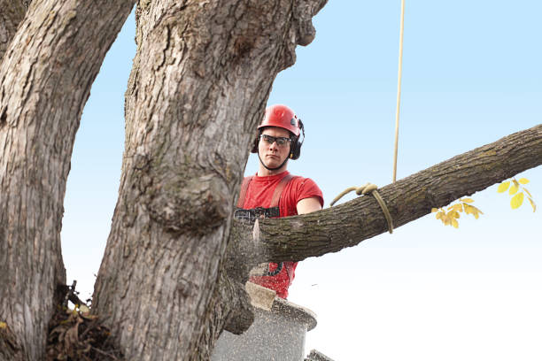 Reliable Hot Springs Village, AR Tree Services Solutions